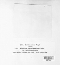 Caeoma cimicifugatum image